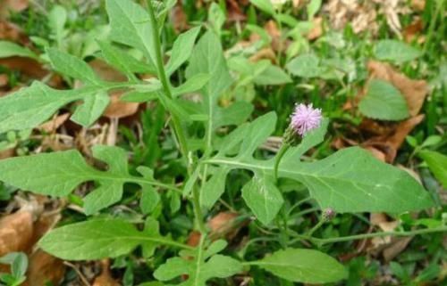 消肿化瘀|痔疮的天然“克星”,每天吃两口,消肿化瘀,赶走老痔疮!