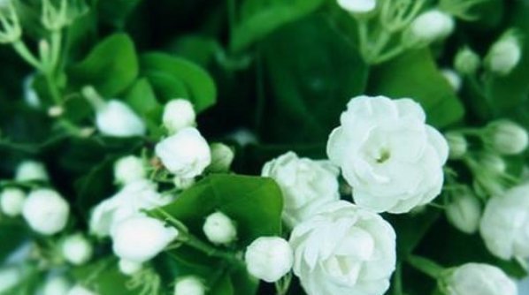 茉莉花、栀子花都喜欢2种“酸性水”,花开不断,香味“飘满屋”