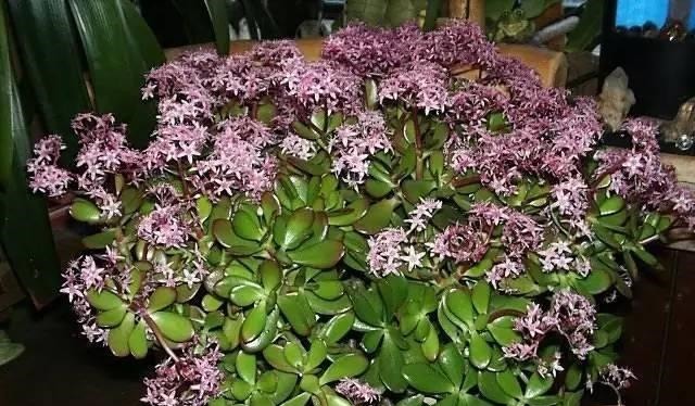 为懒人准备的6种盆栽花卉, 一两个月忘记浇水也能活得滋润