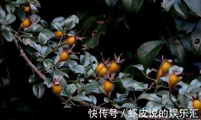 山鸡|农村一种野果,人称“山鸡头子”,泡酒是一绝,常喝能养生保健