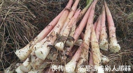 农村|农村一种野菜，以前到处都是，现在一斤要60块还要抢