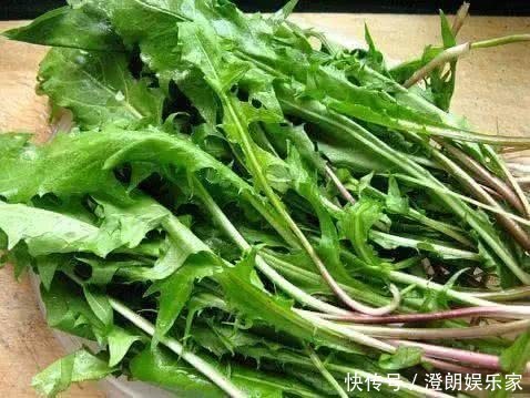 现在才知道，蒲公英不能随便泡水喝，三个问题要注意，别犯错！