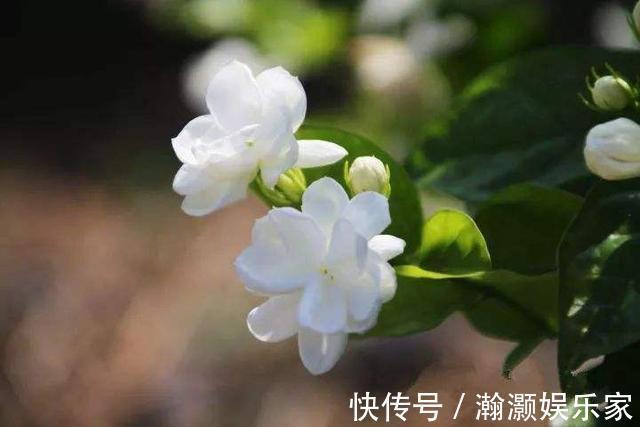 花期|茉莉花“花期”150天,学会这2个“养花窍门”,你也能轻松做到!