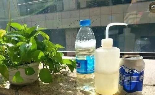 浇花别只用啤酒，掺上1种东西，四季油绿不黄叶，开花也多