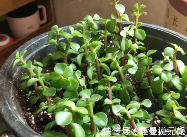 枝条|扦插金枝玉叶，用1招，长根快，成活率高达99%