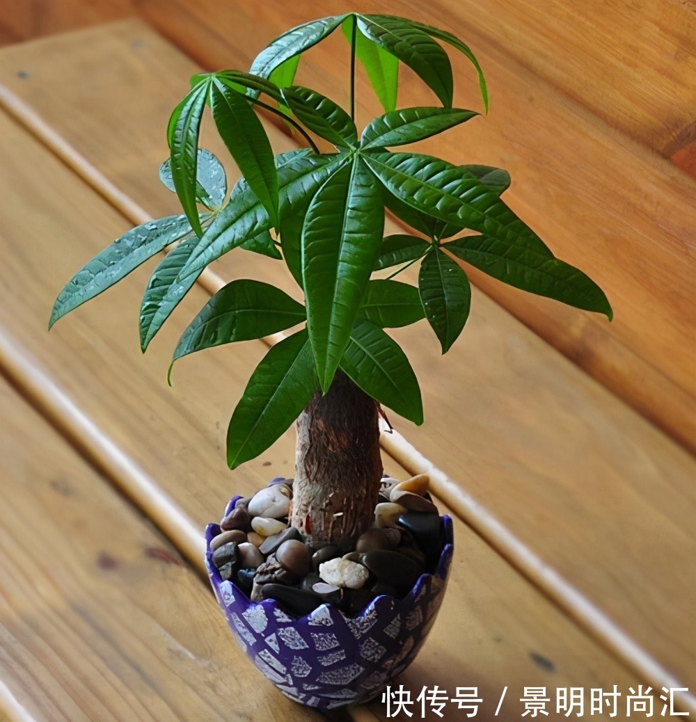 发财树|适合养在小盆里的3种花,用小盆,好养更健壮,别忽视
