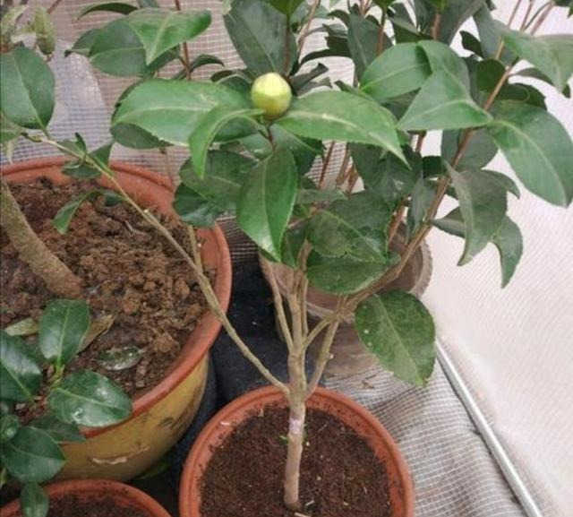 养“茶花盆栽”,“长势”瘦弱不饱满,做好5个方面,枝多花也多