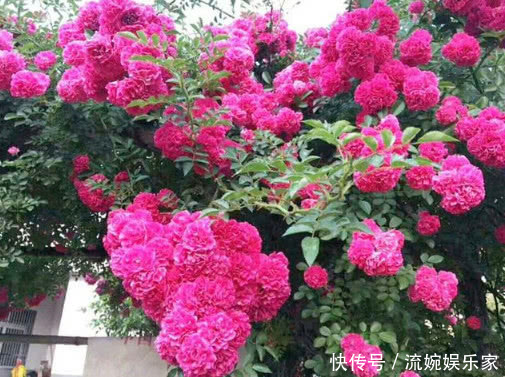 阳台上|比香水还好闻的“3种花”,家里养1盆,满屋飘香,出门不用喷香水