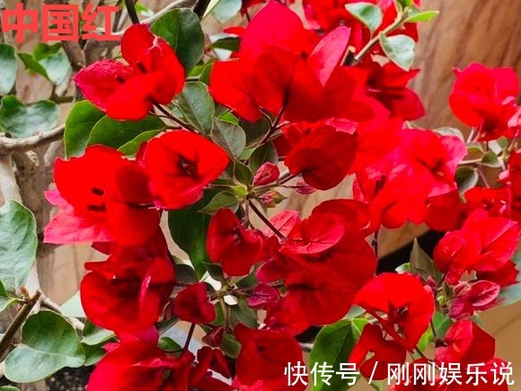 抗病、不招虫的天竺葵,屋里养一盆,开花一茬接一茬