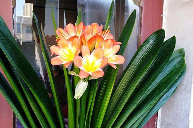 君子兰不抽箭愁死人 收下技巧 眼看着花剑往外钻 花大色艳 粉紫色