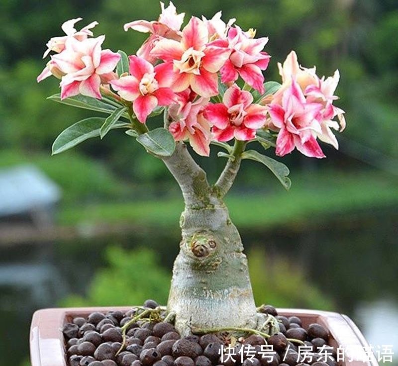 仙人球|5种“漂亮花”，喜欢毒日头，晒晒太阳，直接爆花快