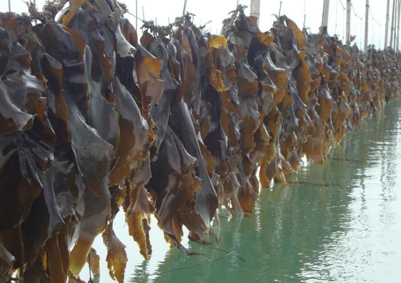 提個(gè)醒：吃海帶后一小時(shí)內(nèi)，切忌再碰此物，吃了就是自找難受