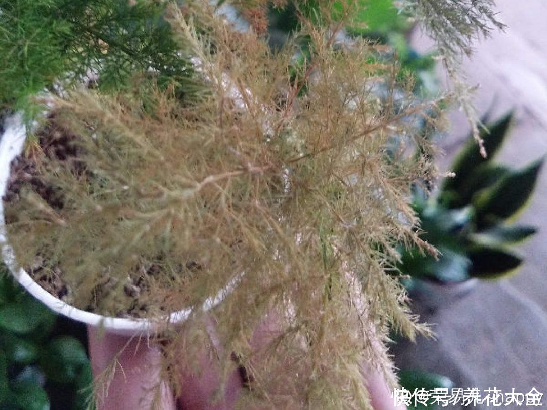 月季|养花“黑名单”实在太难养，心累