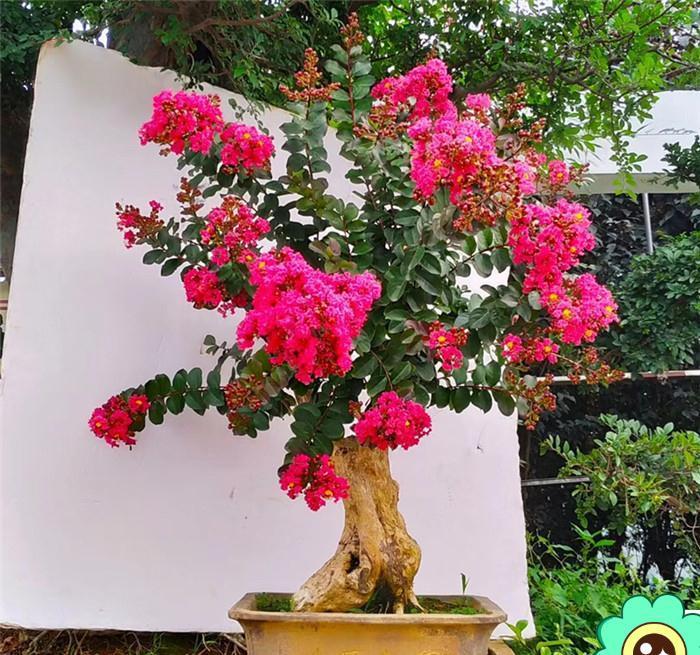 公认好养的“五种花”,漂亮又大气,还能养成老桩,越养越有价值