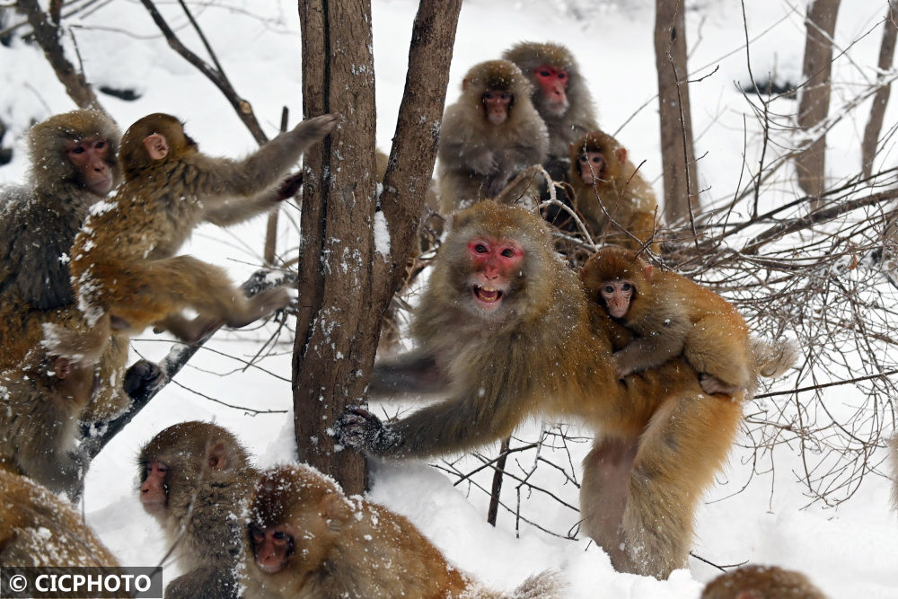 杨帆|河南沁阳：雪中猕猴惹人爱