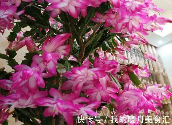 农历9月24日霜降后，养什么花？以下3种花，红红火火招财纳福