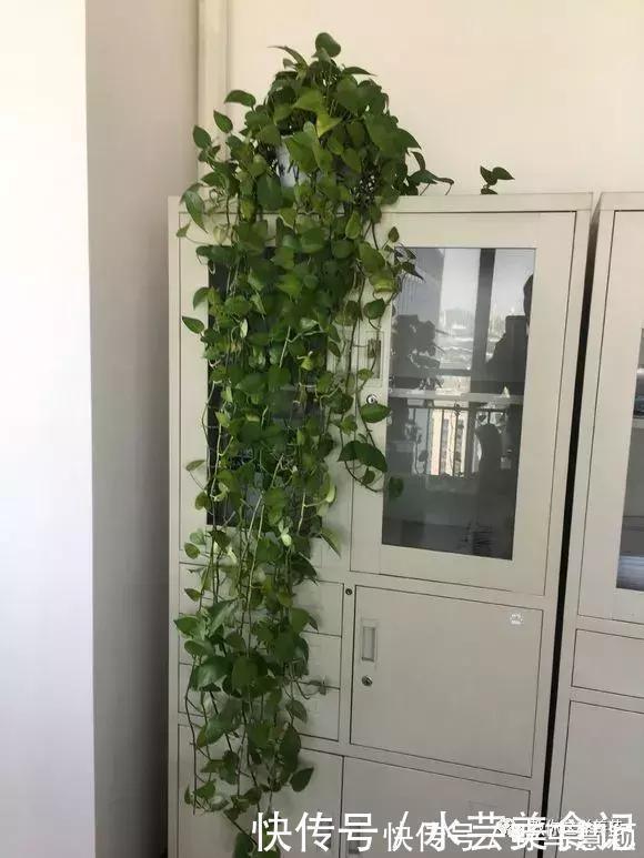 吊兰|这6种花是“天然净化器”,家中养1盆,潜伏的甲醛也会吸干净!
