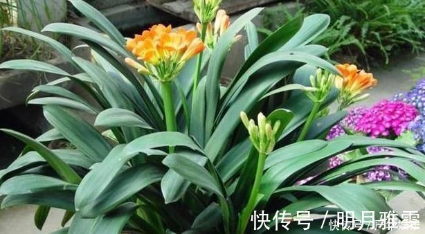 君子兰不开花还总是烂根教你一招，君子兰从此长不停