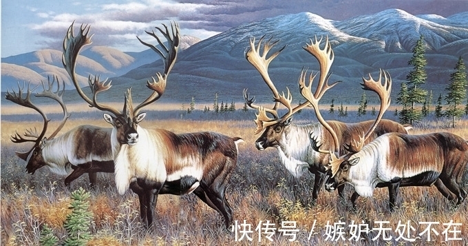 美国@“牛魔王”的坐骑现身美国,如今泛滥成灾,只有养狼才能勉强应付