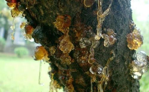 荷尔蒙|卵巢早衰不用慌，多吃这几样食物，滋养卵巢，让女性更年轻