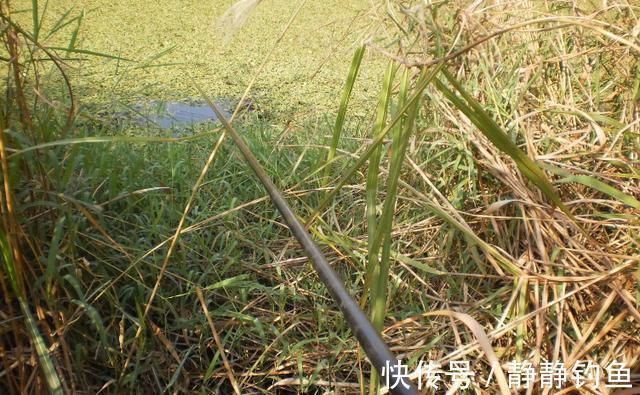 钓鱼|不是跟你吹,水草洞里钓鲫鱼,只要牢记这几点,竿竿中鱼忙不停