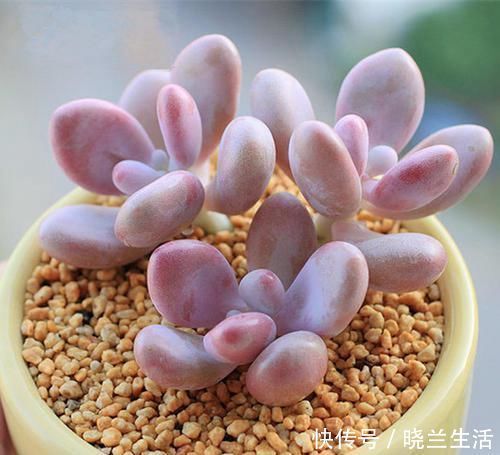 新手|多肉中的“美人系列”,这六种是代表,养护简单颜值高,适合新手