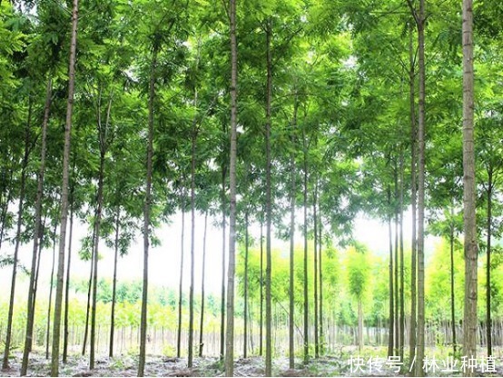 全力推进泓森槐荒山造林生态扶贫