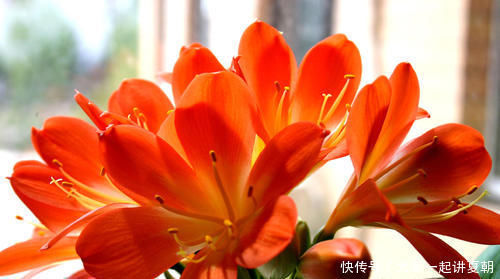 君子兰其实很好养,在花盆加点这东西,花开不断,长得那叫一个旺