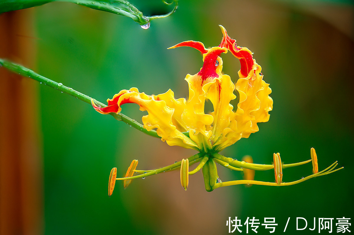 此花|此花是津巴布韦国花，犹如燃烧的火焰，艳丽而高雅，象征着荣光