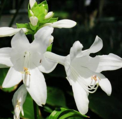 种花|室内“3种花”最见不得光,一放角落,叶绿、花苞钻,花开一大片