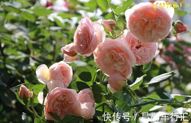 园丁在修剪绿化带里的月季?抓紧捡回家,按这3步扦插育苗