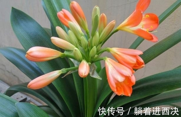 叶子|君子兰夹箭不开花,别慌,学会这些轻松搞定