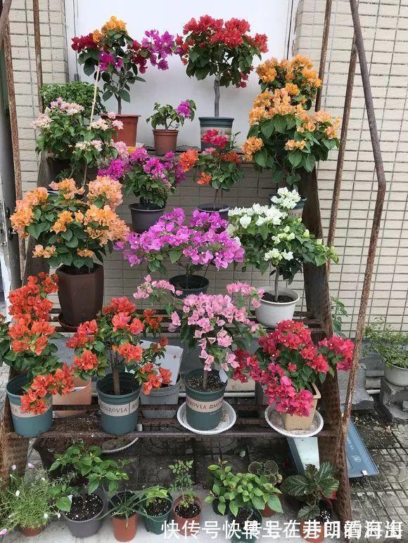 天冷|天冷了，15种漂亮花喜欢“大太阳”，多晒长得壮，花更多