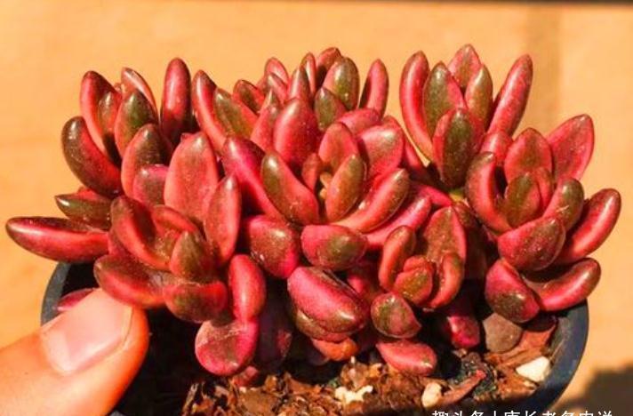 有一种多肉名字尴尬不想养,但非常适合女士养,它就是苏菲儿