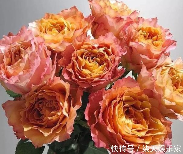 欧石楠|“精品玫瑰”自由精灵,温馨明亮,层叠梦幻,阳台养花必备!