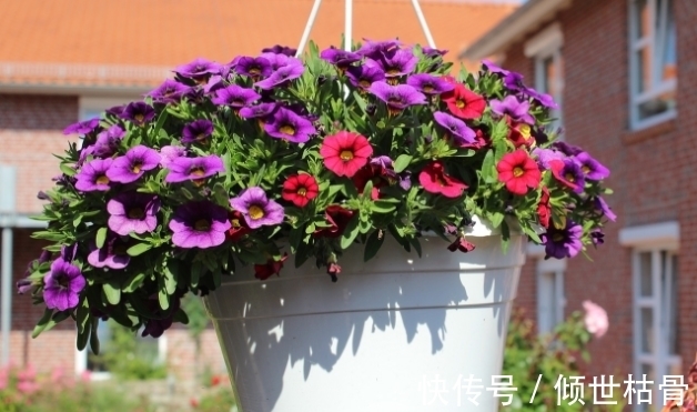 用对方法养花很关键!植物上盆前“掺”它们,土壤就不会结块