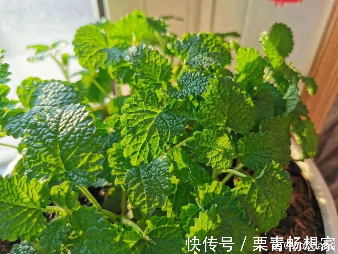 薄荷|7种花插土里，立马长满院子，蚊虫不敢靠近！