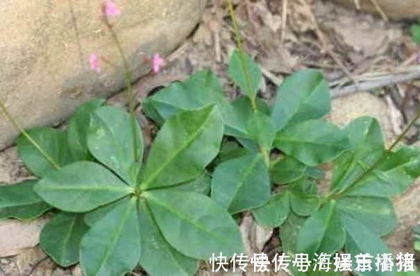 中老年人|农村的一种“假人参”,可吃可入药、营养非常大,见到不要错过