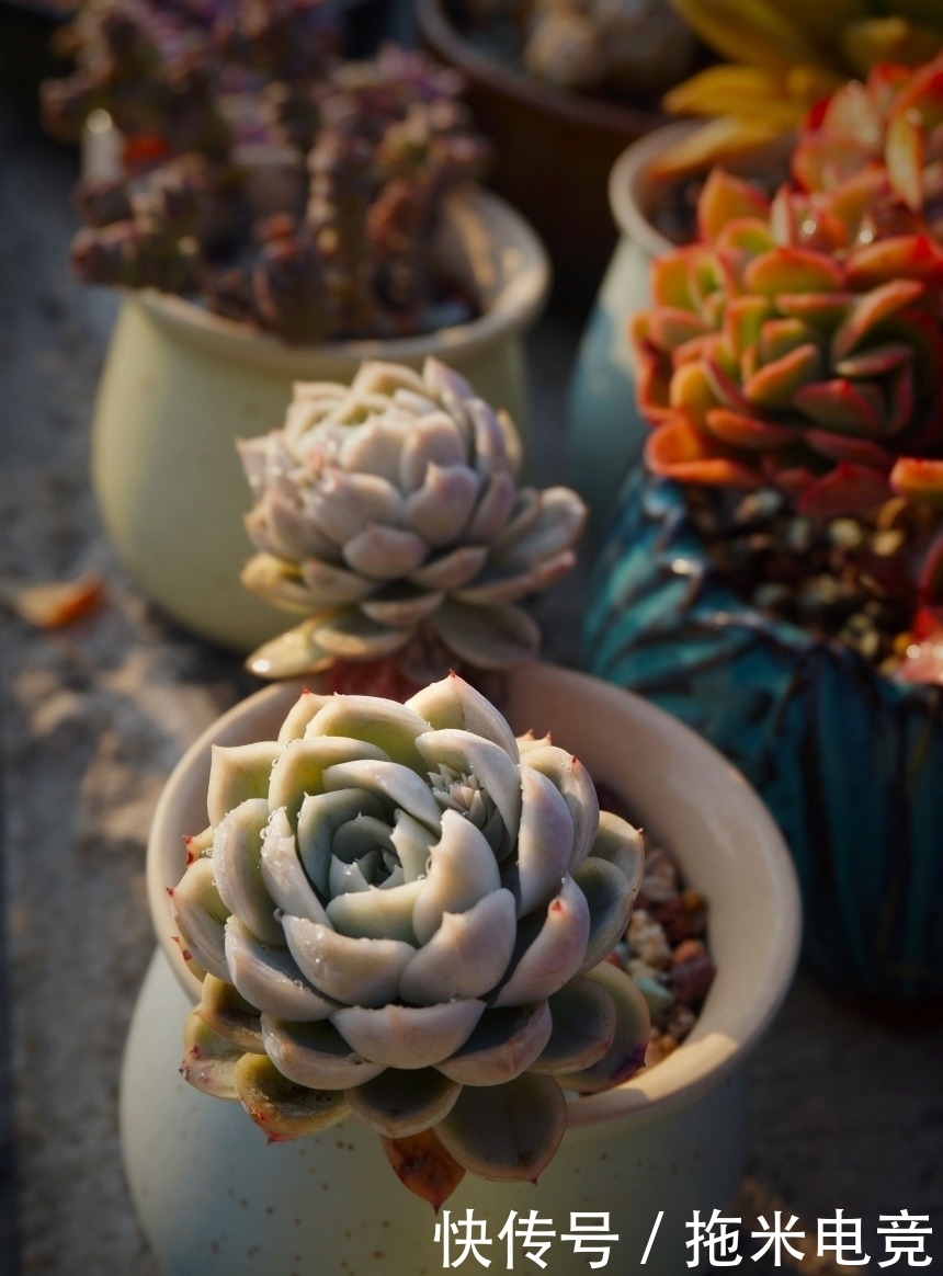 春天，去天台赏肉