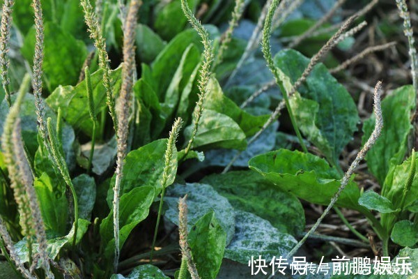 皮肤过敏|农村随处可见的车前草,不仅可以抗菌消炎,对我们还有许多好处