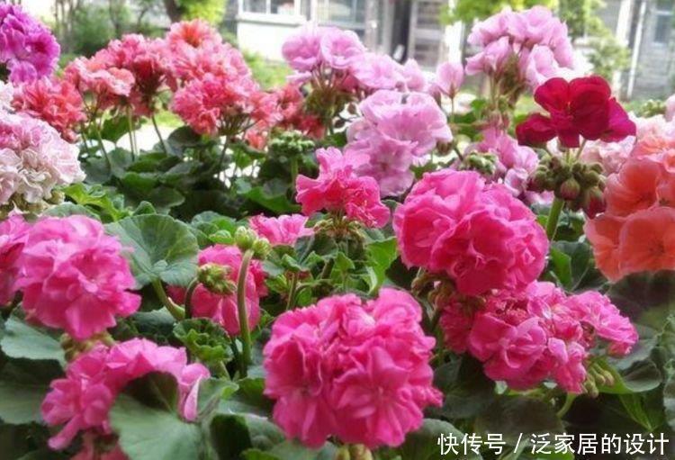 4种花很耐养，沾土就能活，开花就爆盆，不易生病好养护