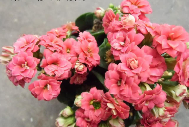 养长寿花，3个关键及时做，开花一茬接一茬，爆盆不是梦