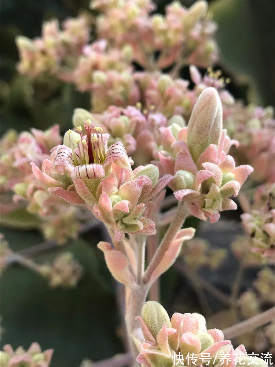 你的长寿花还没开花？可能是夜晚没给它提供黑暗的环境