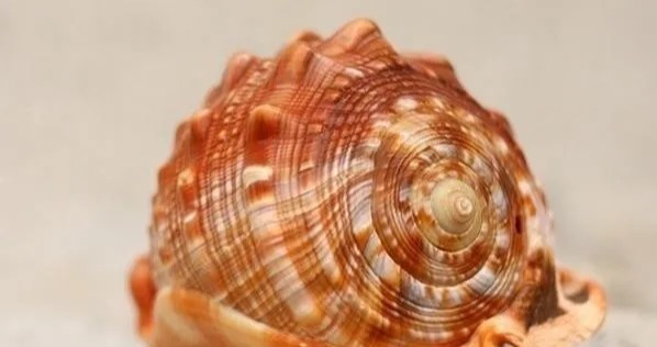 孔雀翎砗磲|冒充砗磲的文玩摇身一变又回来了