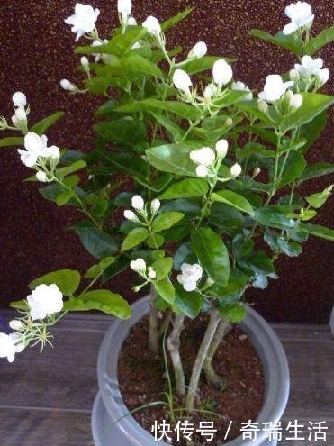 聪明人|聪明人养花,这3种“花”怎样也要养一盆,每年能省不少医药费