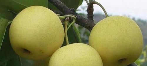 女性四月常吃3種食物，美容養(yǎng)顏，皮細(xì)膩有彈性