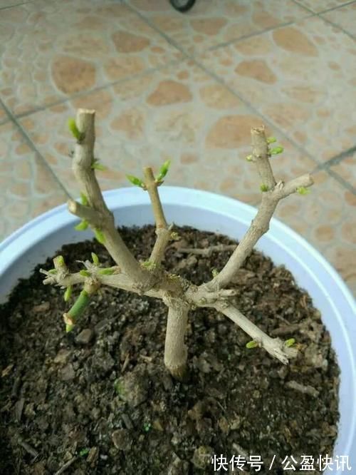 新芽|冬天3种花要饿着养,水肥多了反而烂根,别帮了倒忙!