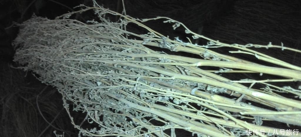 维生素b|大材小用!这种野草被农民拿来当扫帚,它的功效你知道吗?