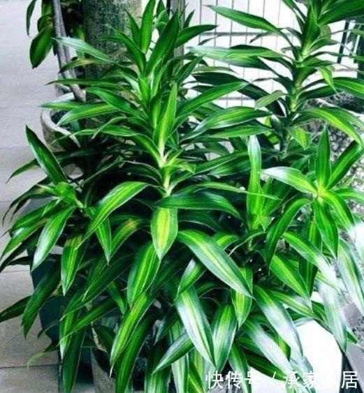 3种花养家里,旺运又招财,听名字就喜庆,大家都抢着买!