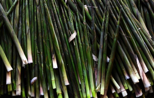 凉拌|65种野菜图片，带你认识不同的野菜和吃法，你想要的野菜这里都有